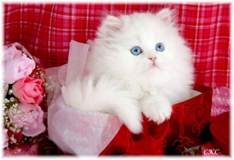 ♥مكتبة صور قـطط♥ - صفحة 14 Beautiful-cats-صور-قطط-جميلة-1