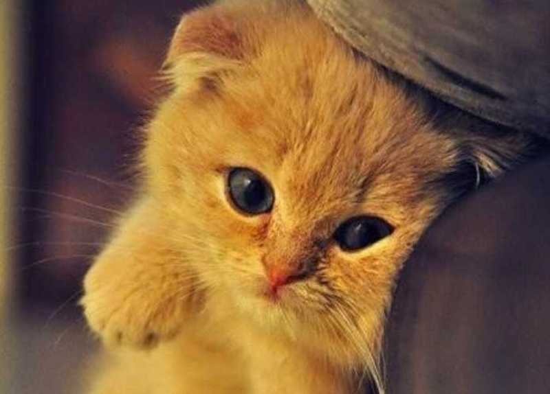  ♥مكتبة صور قـطط♥ - صفحة 40 Beautiful-cats-صور-قطط-جميلة-22