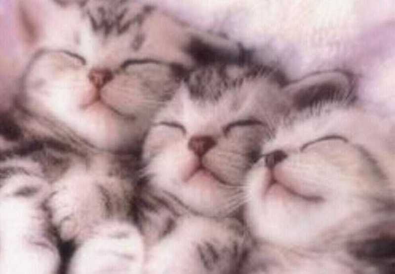  ♥مكتبة صور قـطط♥ - صفحة 40 Beautiful-cats-صور-قطط-جميلة-24