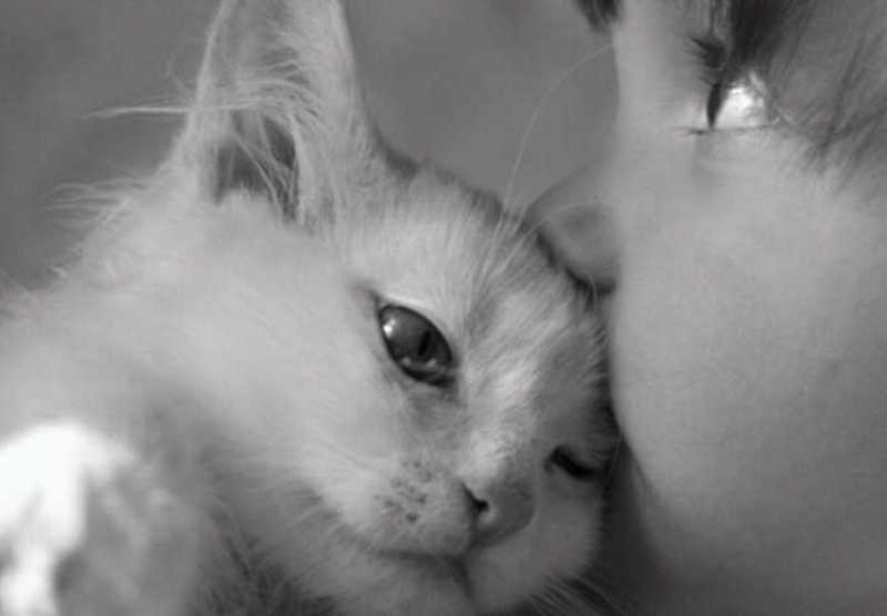  ♥مكتبة صور قـطط♥ - صفحة 40 Beautiful-cats-صور-قطط-جميلة-25