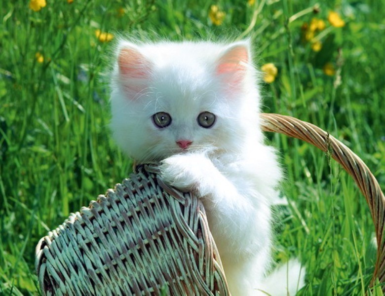  ♥مكتبة صور قـطط♥ - صفحة 14 Beautiful-cats-صور-قطط-جميلة-3