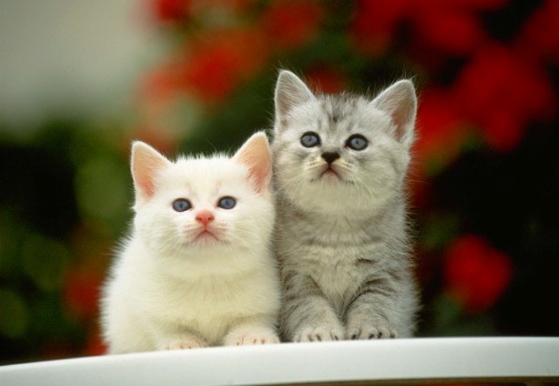  ♥مكتبة صور قـطط♥ - صفحة 40 Beautiful-cats-صور-قطط-جميلة-36