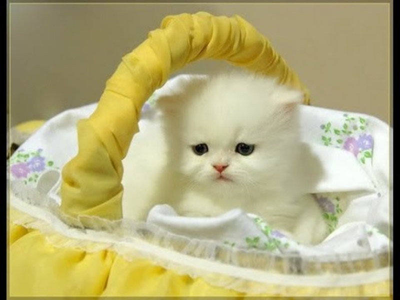  ♥مكتبة صور قـطط♥ - صفحة 40 Beautiful-cats-صور-قطط-جميلة-38
