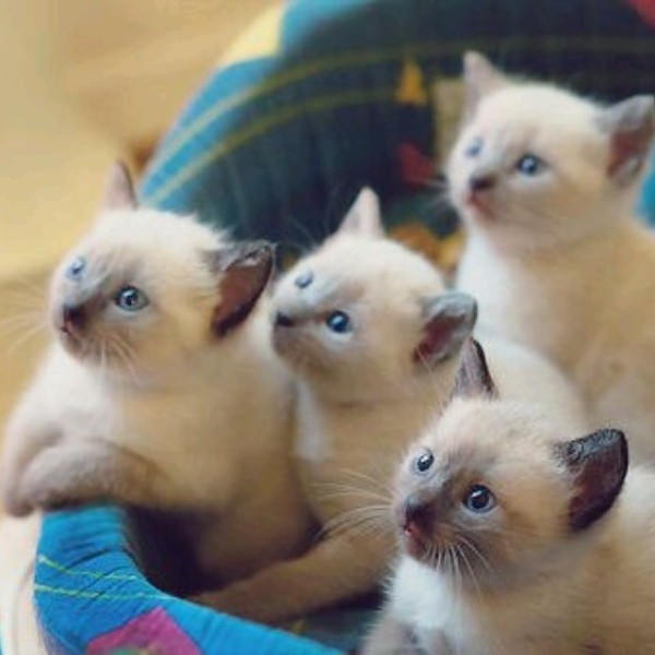  ♥مكتبة صور قـطط♥ - صفحة 39 Beautiful-cats-صور-قطط-جميلة-48