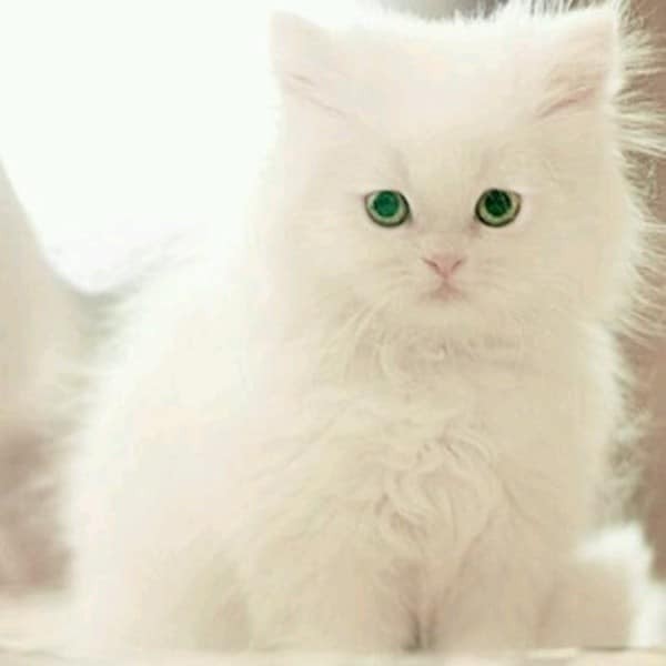  ♥مكتبة صور قـطط♥ - صفحة 50 Beautiful-cats-صور-قطط-جميلة-50