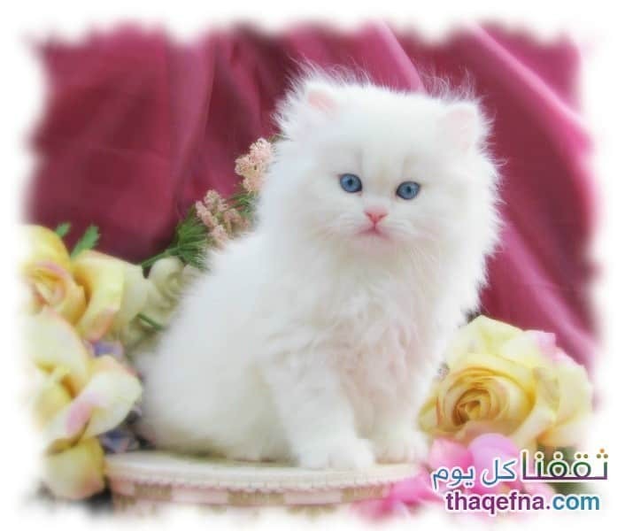  ♥مكتبة صور قـطط♥ - صفحة 14 Beautiful-cats-صور-قطط-جميلة-56