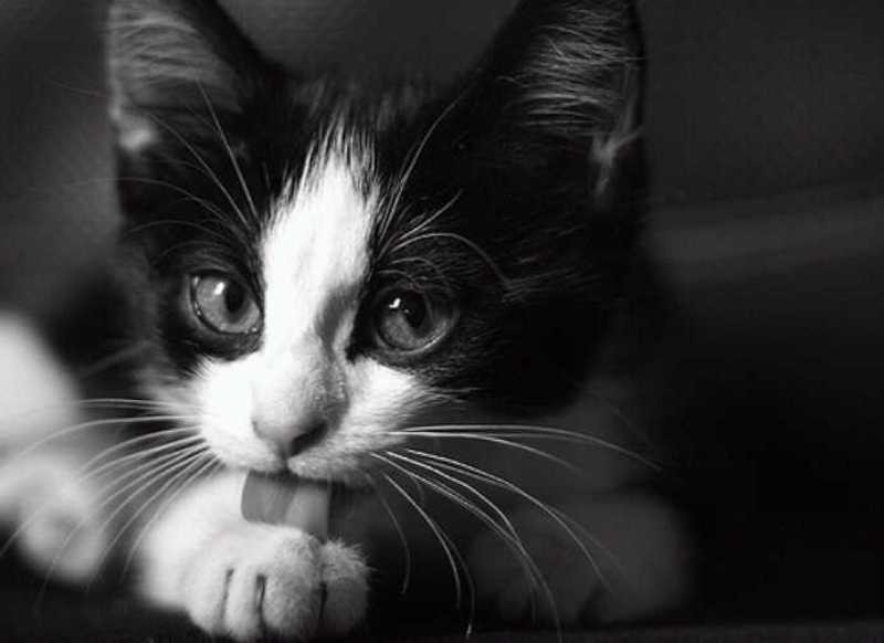  ♥مكتبة صور قـطط♥ - صفحة 14 Beautiful-cats-صور-قطط-جميلة-7