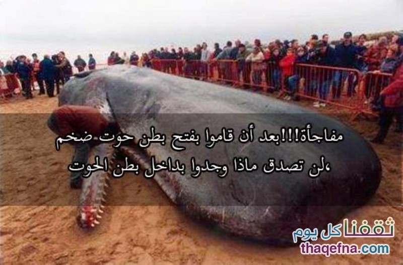 بالفيديو.. حوت ضخم نافق قاموا بفتح بطنه وكانت المفاجأة!!