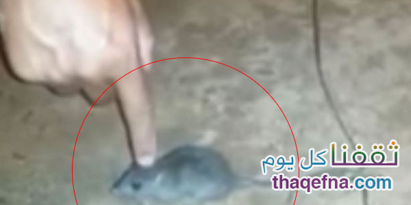 بالفيديو…طريقة جديدة لتهريب المخدرات عن طريق فأر
