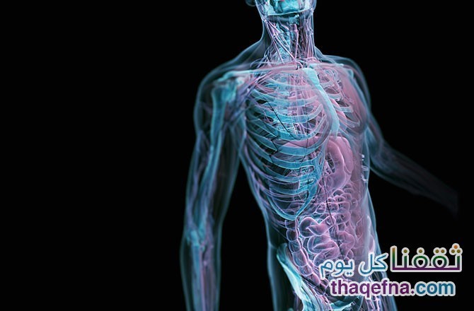 مفاهيم خاطئة عن جسم الإنسان لا يعرفها 90 % من سكان الكرة الأرضية