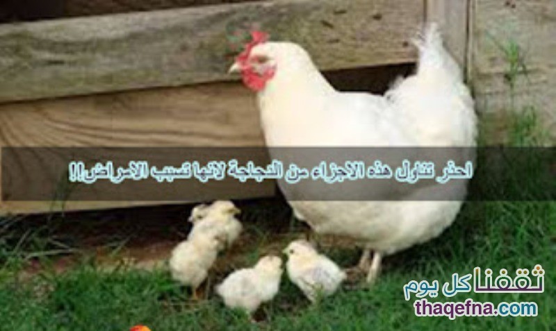 تحذير من بعض أجزاء من الدجاجة تسبب أمراض خطيرة عند تناولها بإستمرار