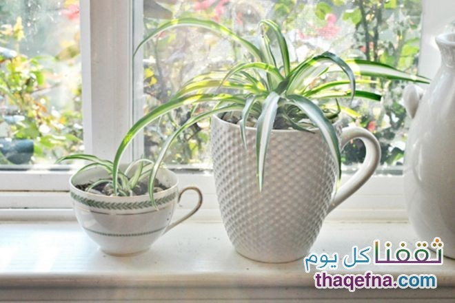 نباتات يمكن وضعها في غرف النوم للحصول على هواء نظيف . . . بعضها قد نباتات يمكن وضعها في غرف النوم للحصول على هواء نظيف . . . بعضها قد