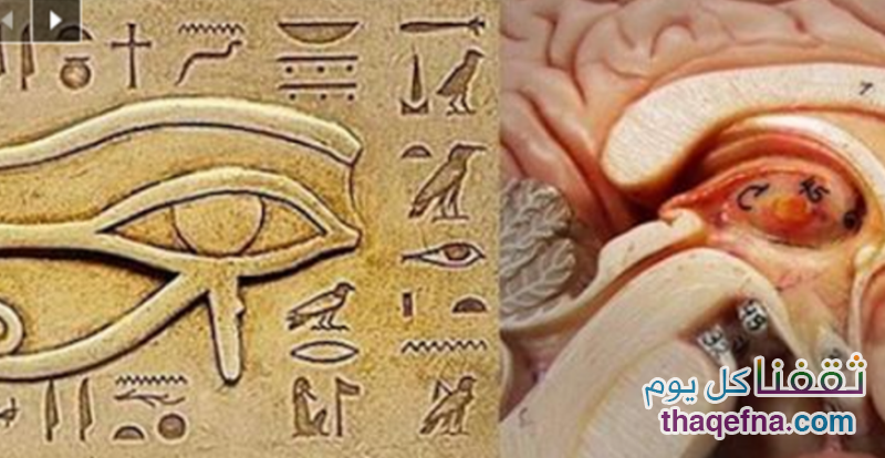 أكبر سر عن صحة الإنسان يخبئه هذا الجزء الصغير في الجسم والذي لا يعلمه الجميع . . العين الثالثة