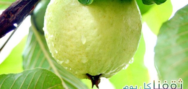 الجوافة فاكهة الخريف وذات فوائد عديدة تمتعو بالطعم والرائحة . . . فوائد الجوافة لمن لا يعرفها