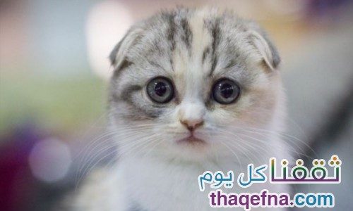 شاهدوا بالصور أغرب القطط التي يمكن أن تراها . . أيها أعجبك؟ صور لأجمل القطط