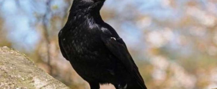 غراب مفترس ينهش جسد رضيع عمره أسبوع حتى الموت في الإسكندرية !