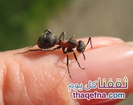 تعرفوا معنا على فوائد قرصة النملة وماذا يحدث للجسم بسببها “مفاجأة”