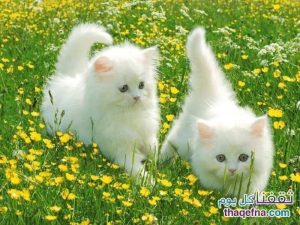 beautiful cats صور قطط جميلة (54)