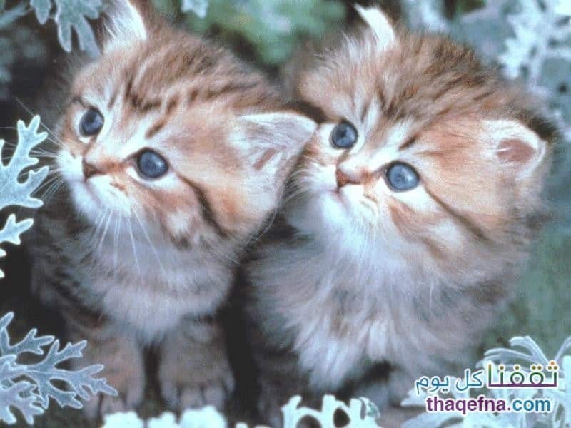  ♥مكتبة صور قـطط♥ - صفحة 87 Beautiful-cats-صور-قطط-جميلة-55