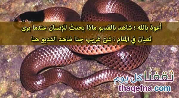 هل تعلم ماذا يحدث للشخص اذا شاهد الافعى في منامه ؟ الامر غريب ويستحق المعرفة من الآن لا تتهاونوا !