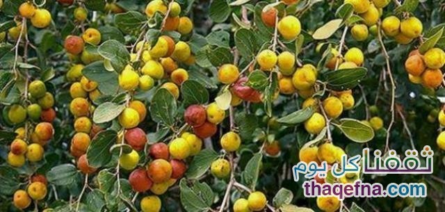 أشجار الفاكهة الشعبية المعمرة في مصر منها ما عرف منذ العصر