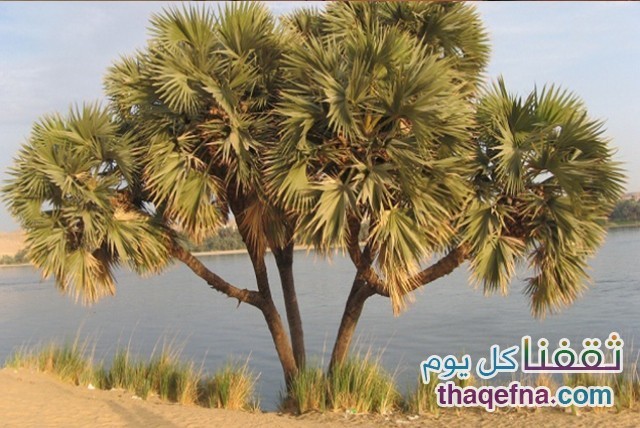 نخيل الدوم أشجار الفاكهة الشعبية المعمرة في مصر